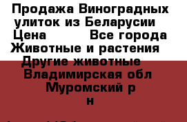 Продажа Виноградных улиток из Беларусии › Цена ­ 250 - Все города Животные и растения » Другие животные   . Владимирская обл.,Муромский р-н